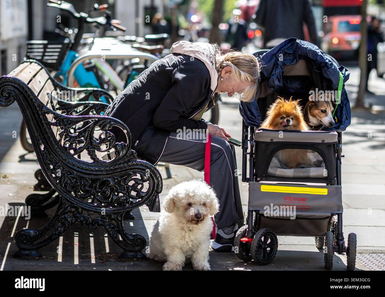 Una donna porta i suoi cani a fare una passeggiata usando una carrozza. Foto Stock