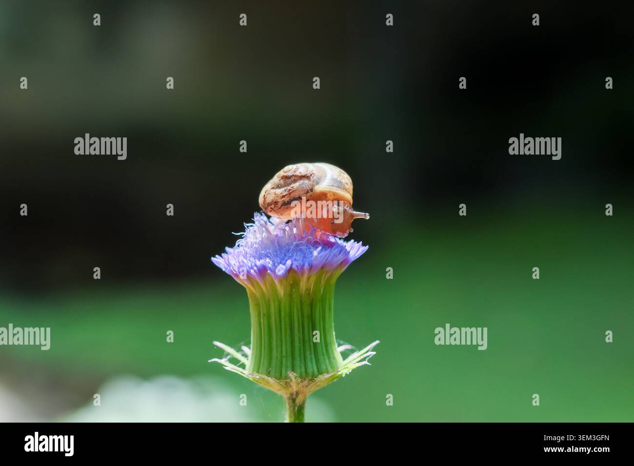 Curiosa lumaca si tuffa in cima a un piccolo fiore viola fiorito nel verde del giardino, tranquilla foto di macro natura che mostra la piccola creatura della fauna selvatica in ettari naturali all'aperto Foto Stock