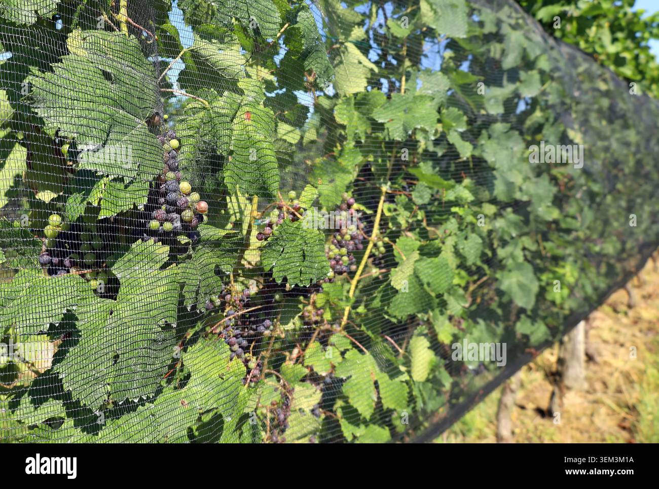 Reti protettive che coprono la fila di vigneti, con bacche multicolori di uve accresciute. Foto Stock