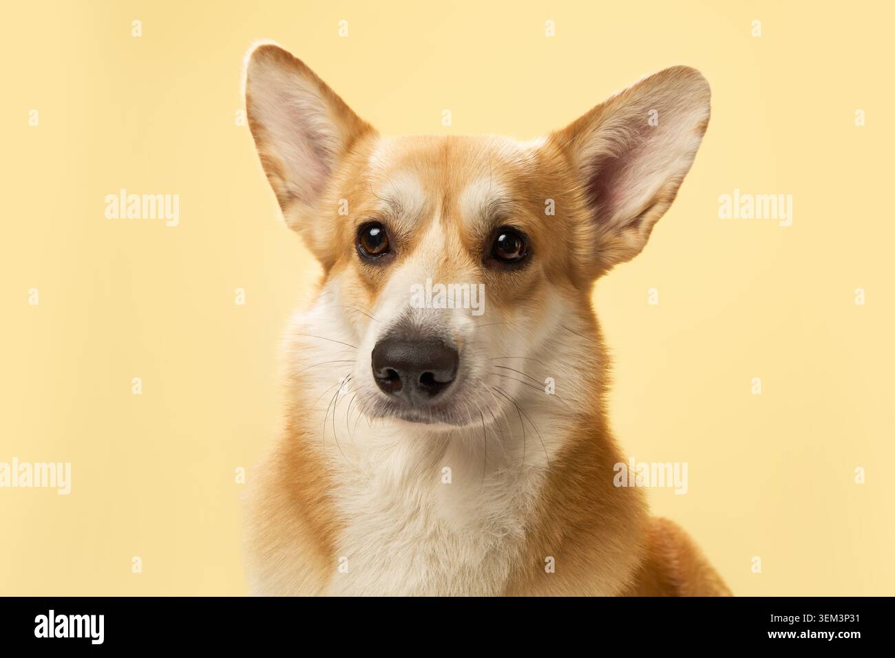 I corgi si staglia immobile con lo sguardo diretto e le orecchie erette su giallo pastello. Foto Stock