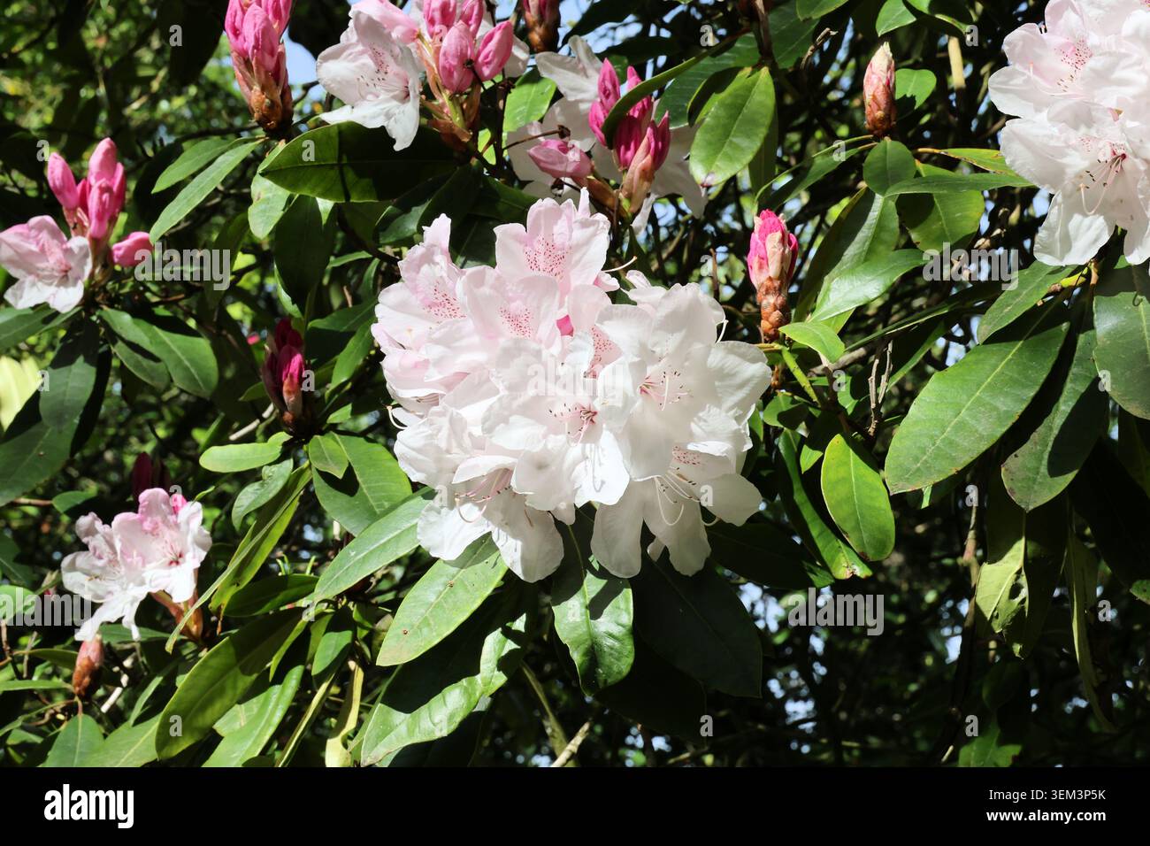 Rhododendron 'Halopeanum'. Primo piano un gruppo di fiori di rodo rosa pallido con gemme rosa più profonde. perla bianca, perla bianca loderi, perla bianca 1906 Foto Stock