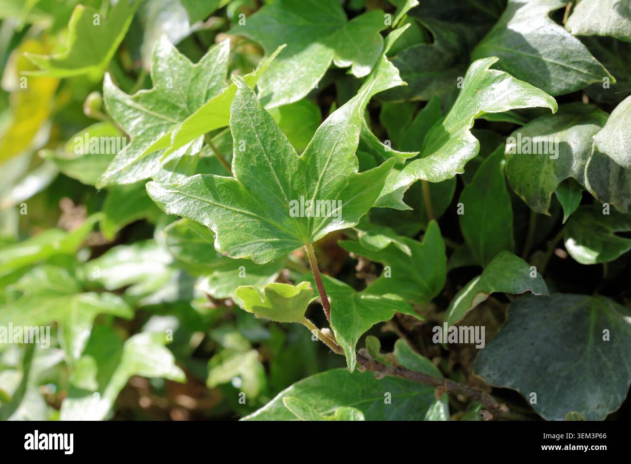 Hedera Helix 'Eclipse'. Nuova foglia di edera a cinque lobi, con variegazione grigia e bianca sullo sfondo, ma non ancora su una nuova foglia. Foto Stock