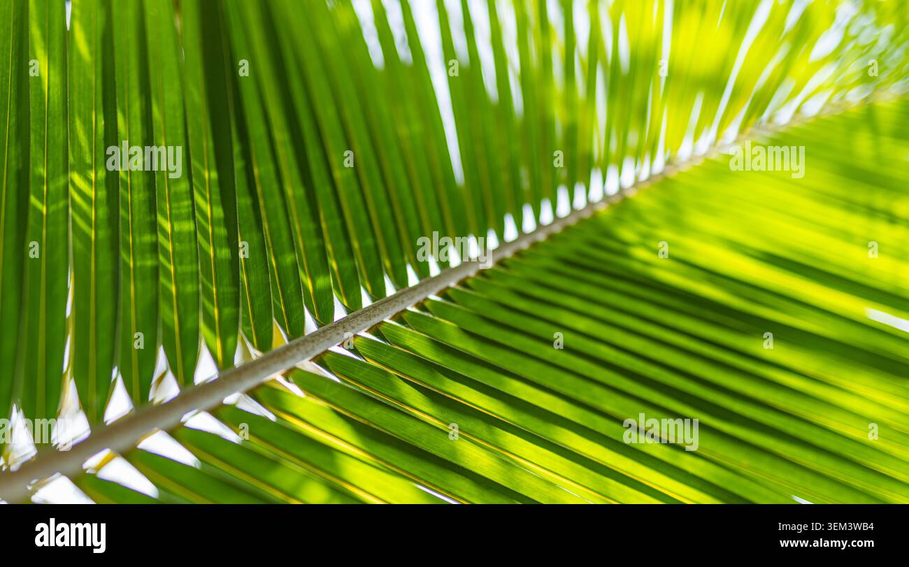 Foglia di palma verde illuminata dal sole con linee diagonali in luce tropicale brillante, primo piano. Dettaglio di fogliame fresco. Struttura botanica naturale di piante estate Foto Stock
