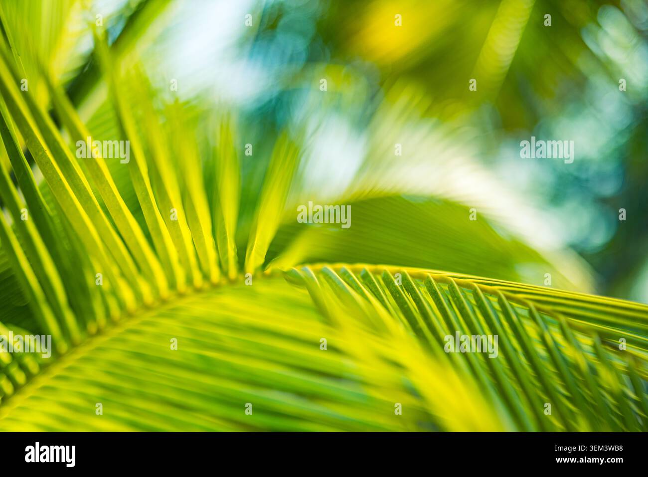 Foglie di palma verdi illuminate dal sole con morbido bokeh in luce tropicale brillante, primo piano. Bagliore fresco del fogliame. Texture botanica naturale della pianta, verde estivo Foto Stock