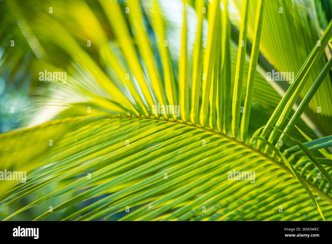 Fogliame di palma verde brillante che risplende con un morbido bokeh nella calda luce del sole, primo piano. Foglia verde tropicale fresca. Struttura botanica naturale di piante estive Foto Stock