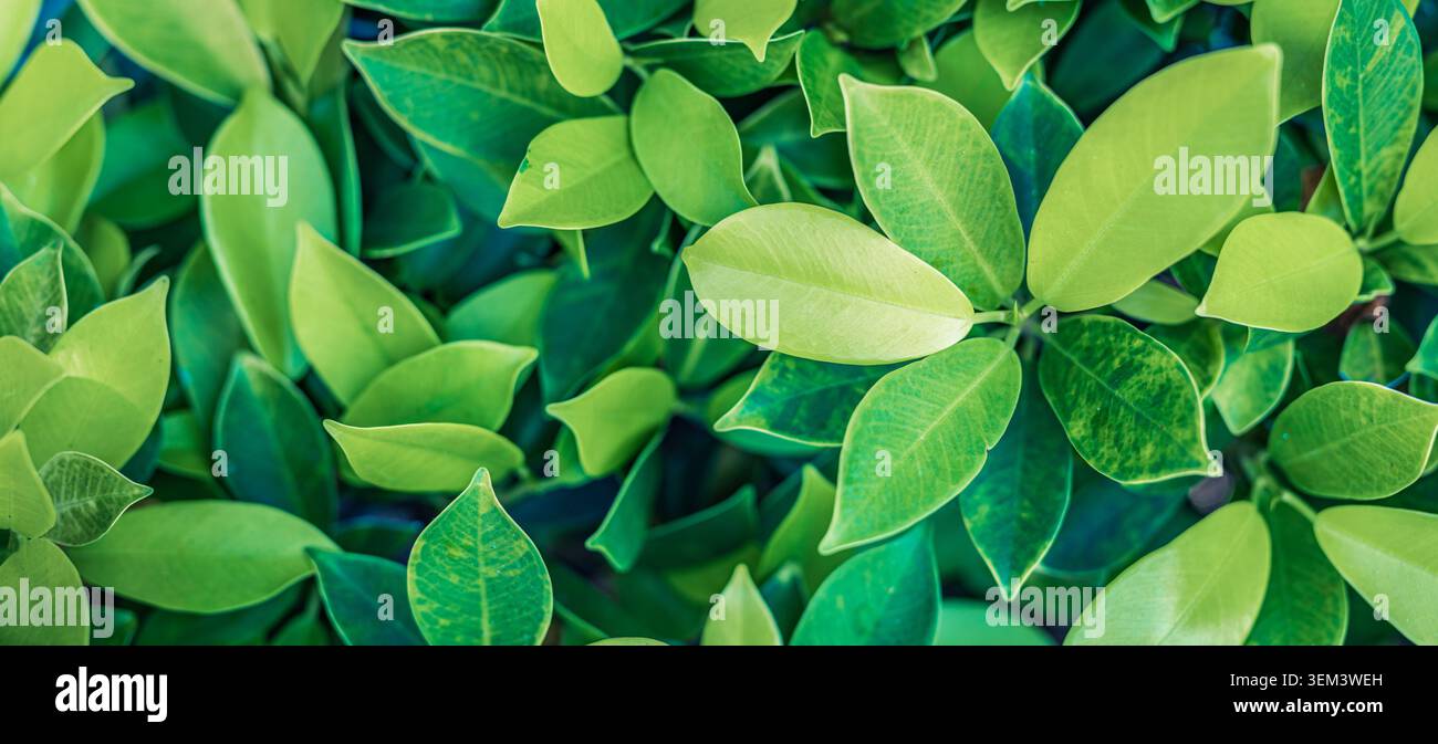Fogli di piante tropicali verdi rigogliose stratificate in fogliame naturale fresco, dettaglio in primo piano. Verde rigoglioso. Foglia di giardino natura botanica estiva Foto Stock