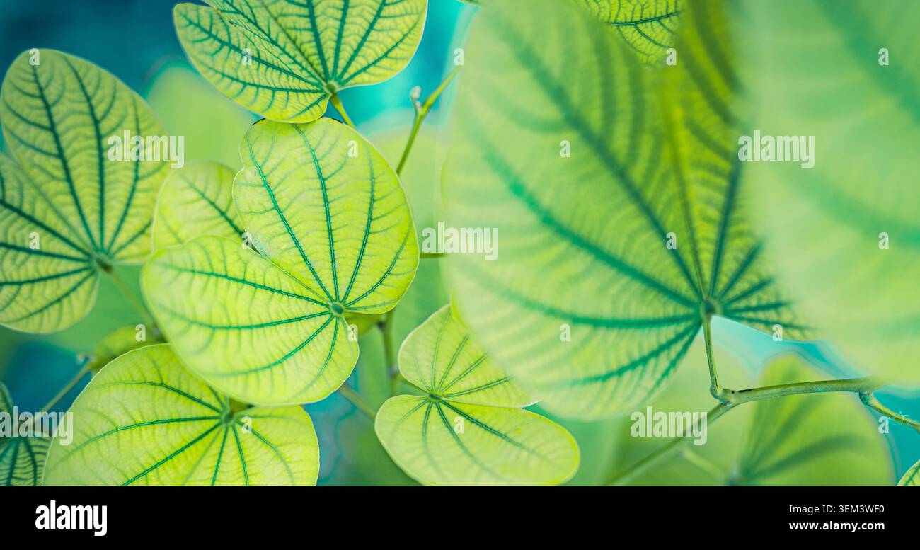 Foglie rotonde di una pianta tropicale stratificate in una vegetazione fresca blu-verde, dettaglio in primo piano. Verde rigoglioso. Natura botanica del giardino estivo a foglie verdi Foto Stock