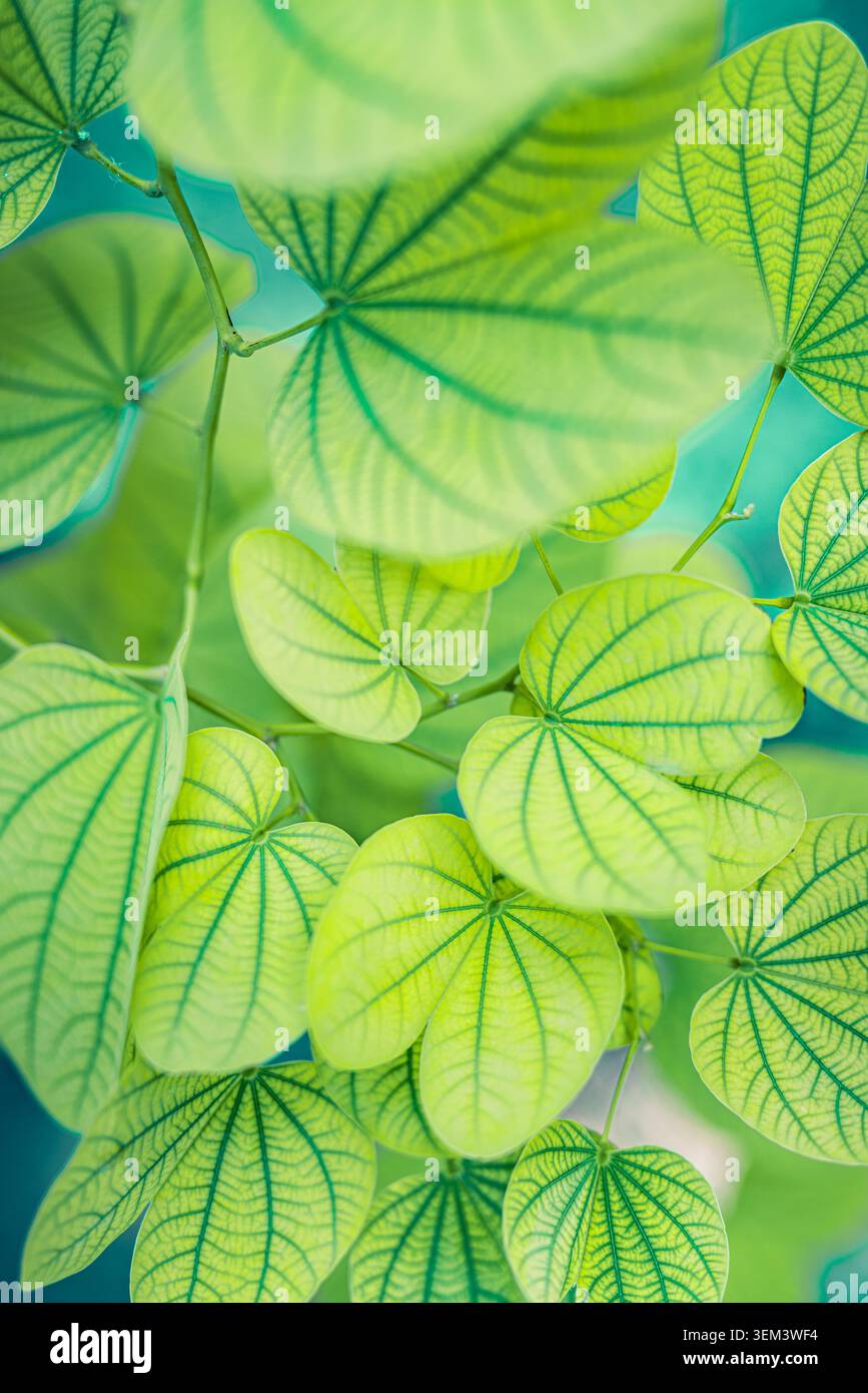 Fresche foglie rotonde di una pianta tropicale in una lussureggiante vegetazione naturale viste dall'alto. Verde vivace a foglia. Foglia verde giardino estivo botanico natura primo piano Foto Stock