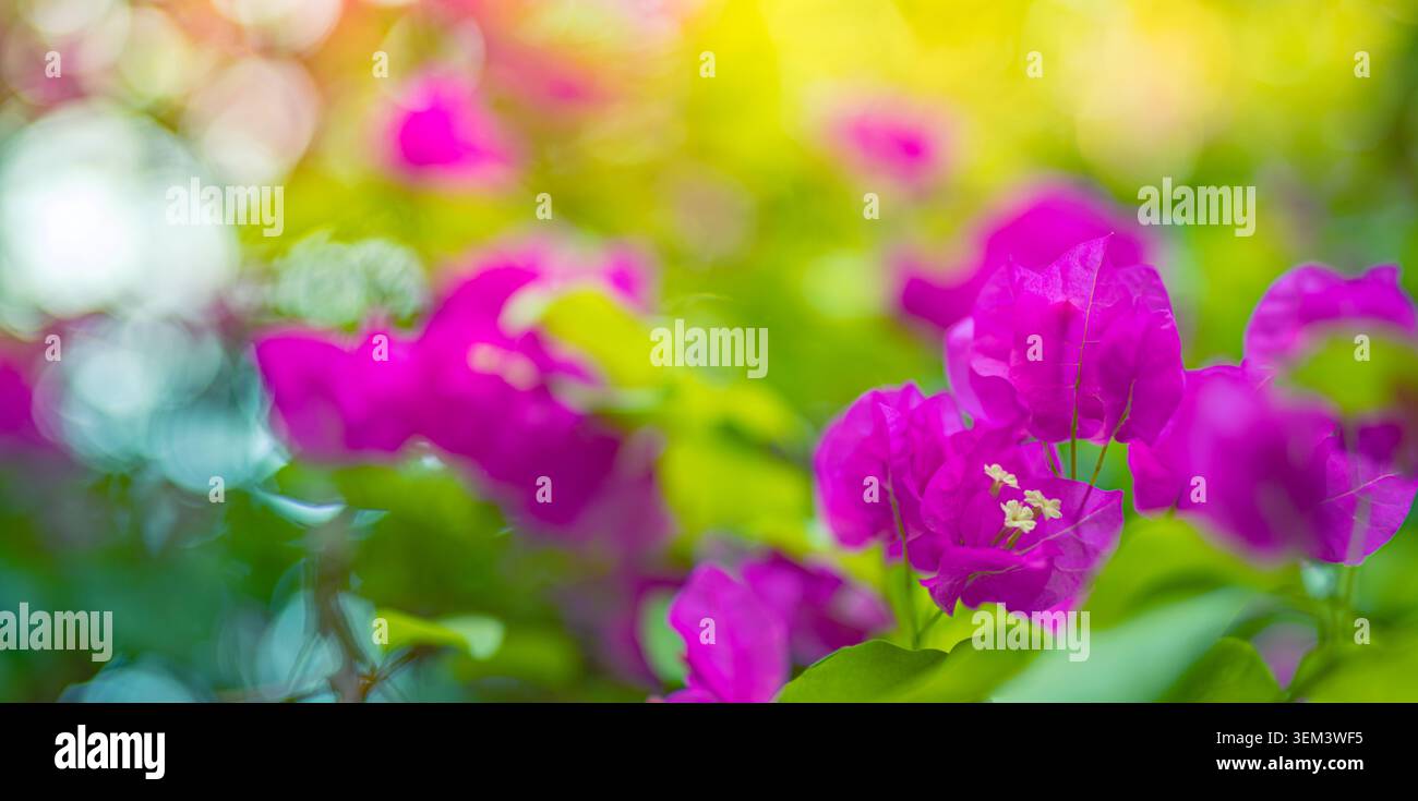 Fiori di bougainvillea magenta in fiore con bokeh luminoso in un giardino tropicale. Close-up floreale rosa viola. Fiore in fiore natura pianta estiva colorata Foto Stock