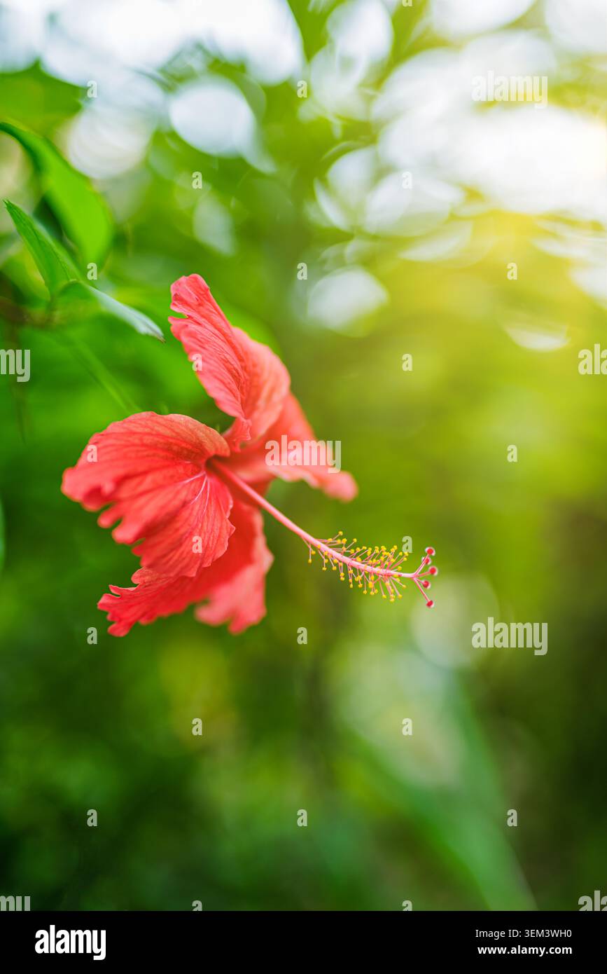 Singola fiore di ibisco rosso che si apre con bokeh verde in giardino tropicale in primo piano. Petali esotici vibranti. Fiore in fiore natura pianta estiva floreale soleggiata Foto Stock