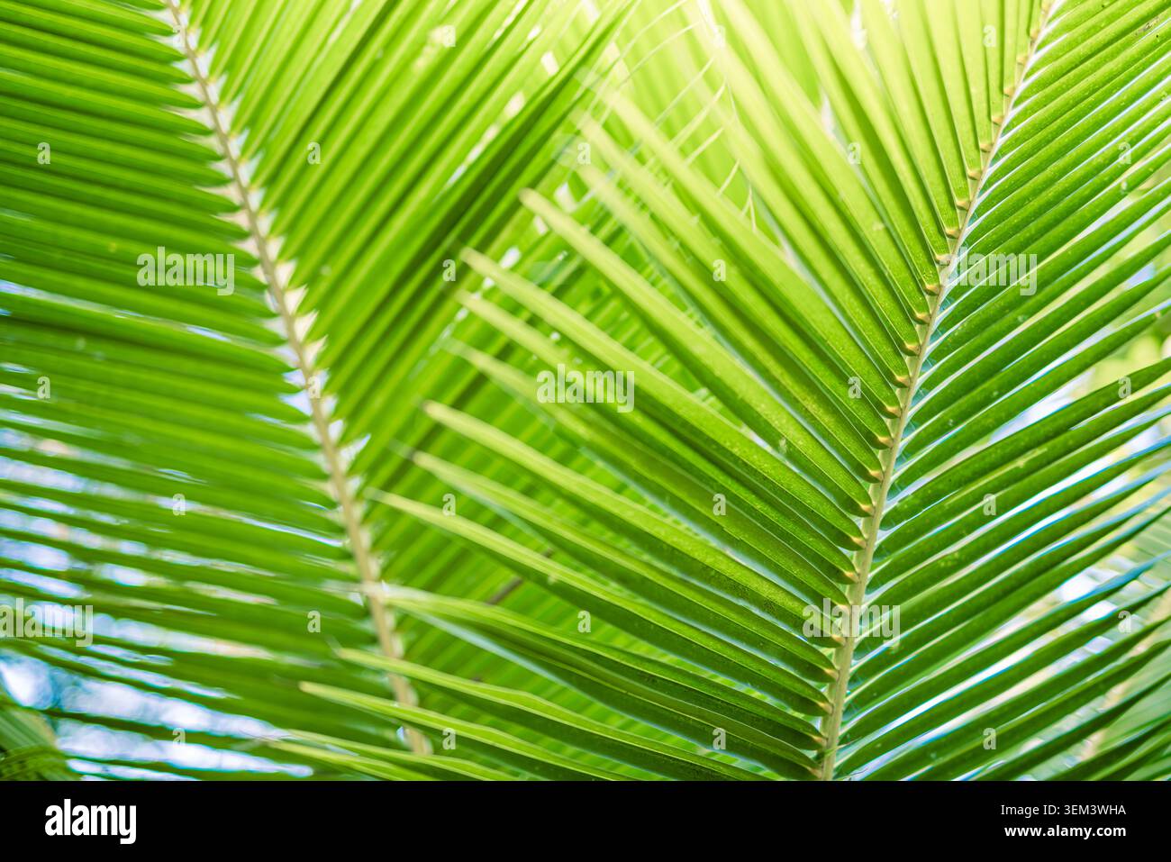 Fogli di palma verde illuminati di dietro che irradiano con linee fresche nella luce brillante del sole. Dettaglio di una pianta tropicale a foglia. Trama estiva di vegetazione botanica naturale Foto Stock