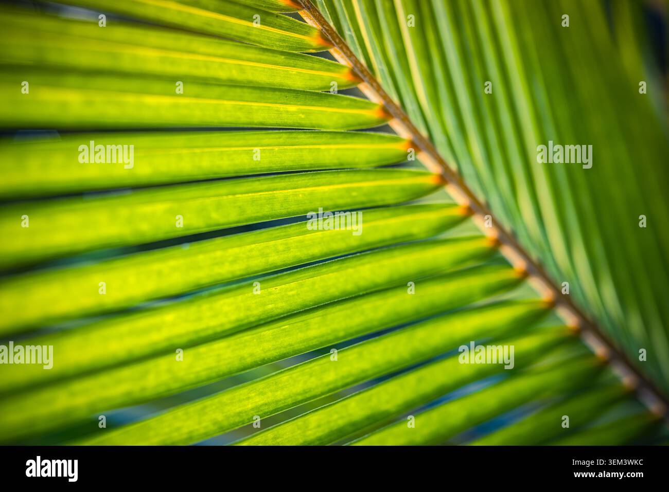 Foglia di palma verde con linee diagonali che brillano alla luce calda del sole, primo piano macro. Dettaglio di fogliame tropicale fresco. Struttura botanica naturale di piante estive Foto Stock