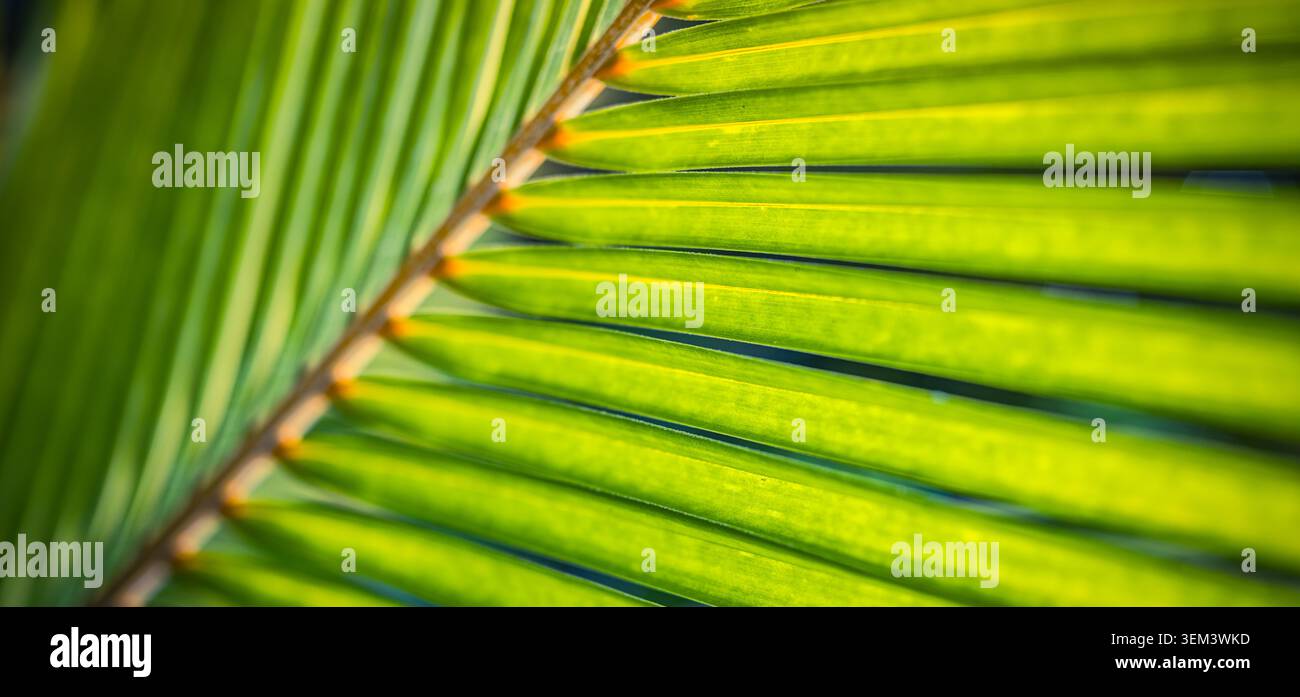 Foglia di palma verde con linee radiali che brillano alla luce calda del sole, primo piano. Dettaglio di fogliame tropicale fresco. Texture botanica naturale di piante, arte estiva Foto Stock