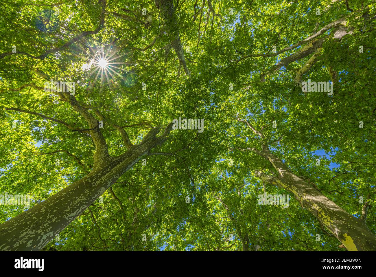 Guarda verso la chioma degli alberi verdi con un bagliore di sole attraverso le foglie in una foresta estiva. Fogliare naturale fresca. Meditazione benessere calma natura verde all'aperto Foto Stock