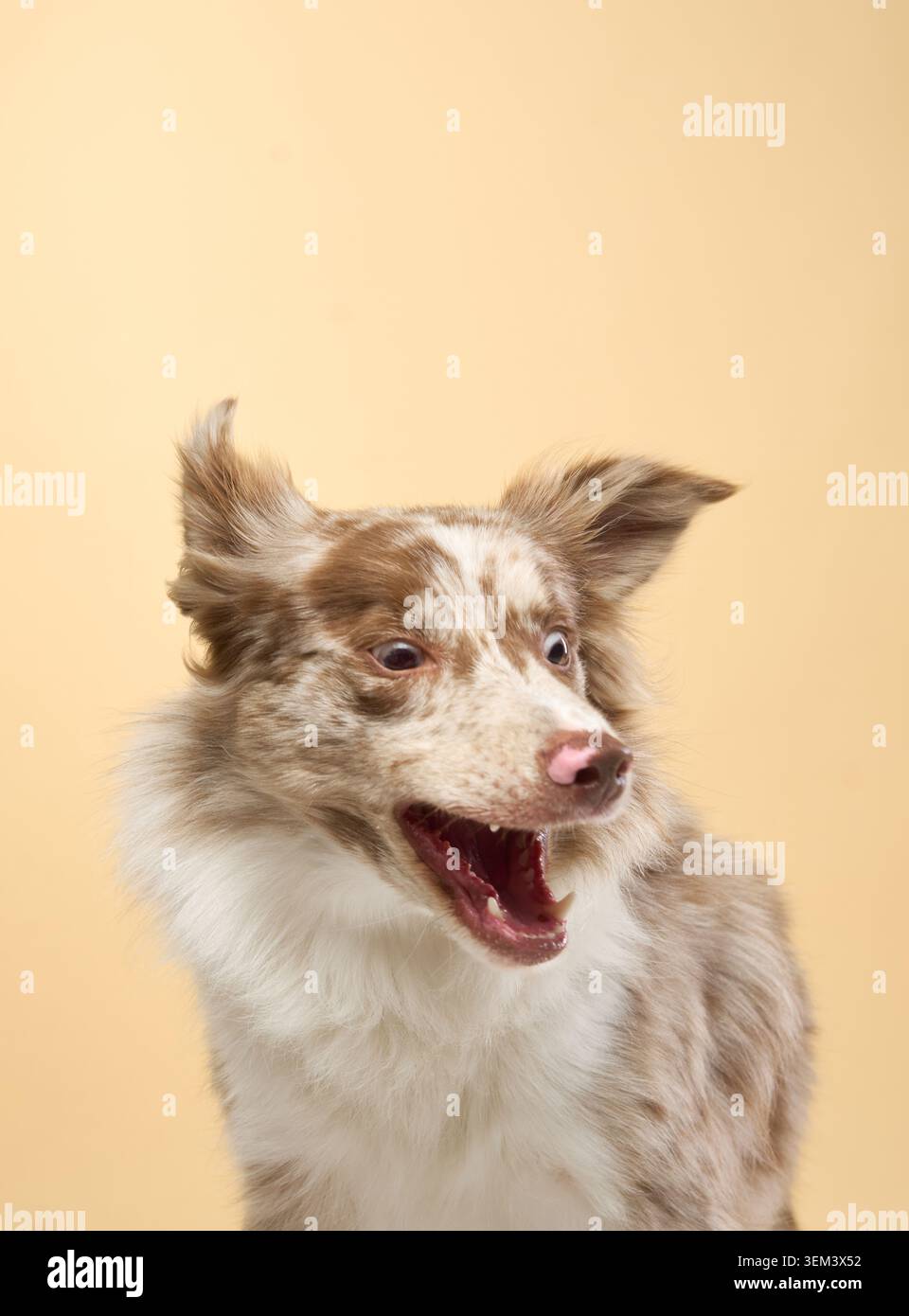 Collie sorridenti a bocca aperta scattate con illuminazione da studio su sfondo beige. Foto Stock