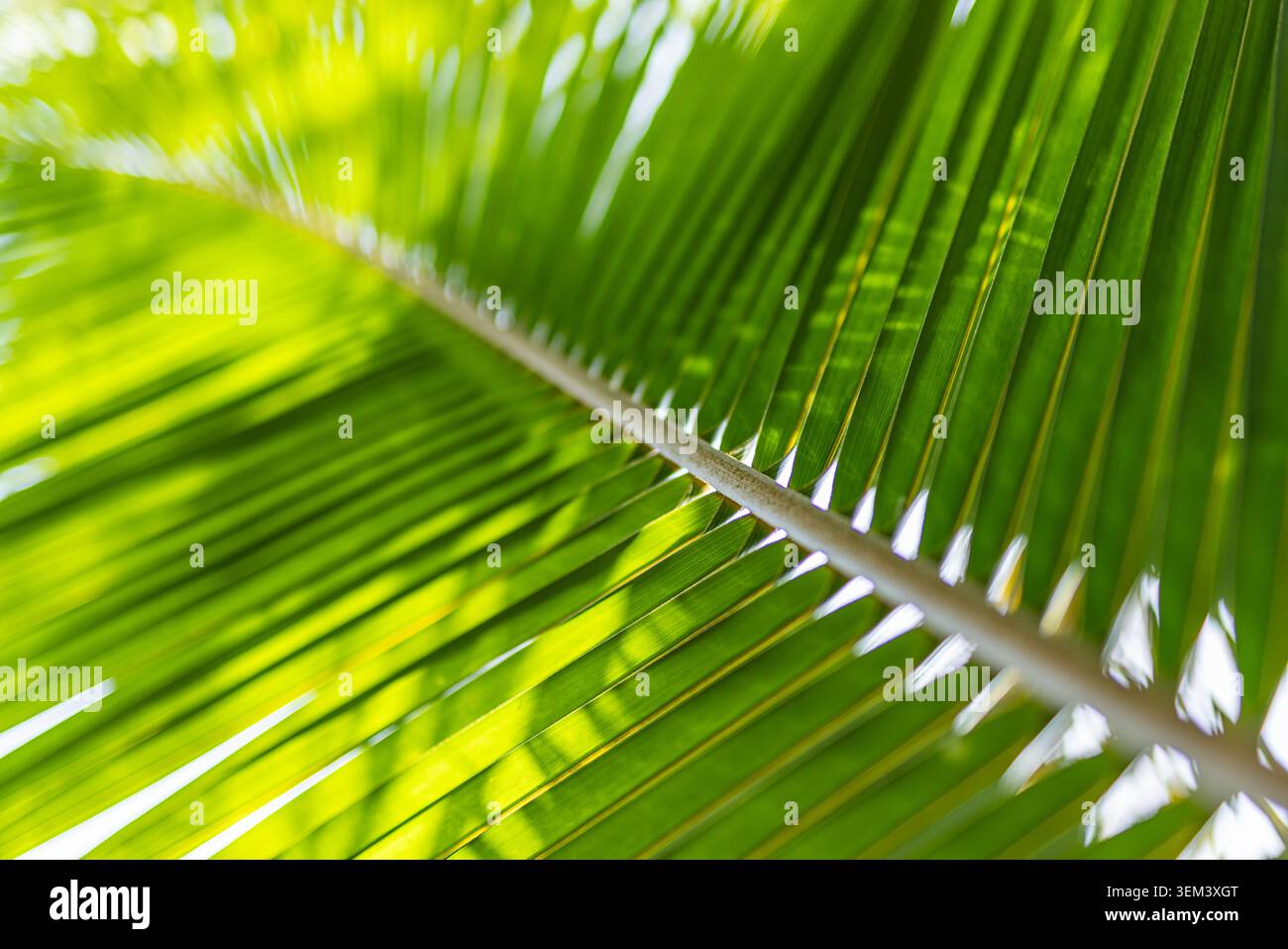 Foglie di palma da cocco verdi che brillano alla luce calda del sole, pianta tropicale in primo piano. Fogliame fresco, dettaglio della natura. Foglie verdi, palma, estate, natura botanica Foto Stock