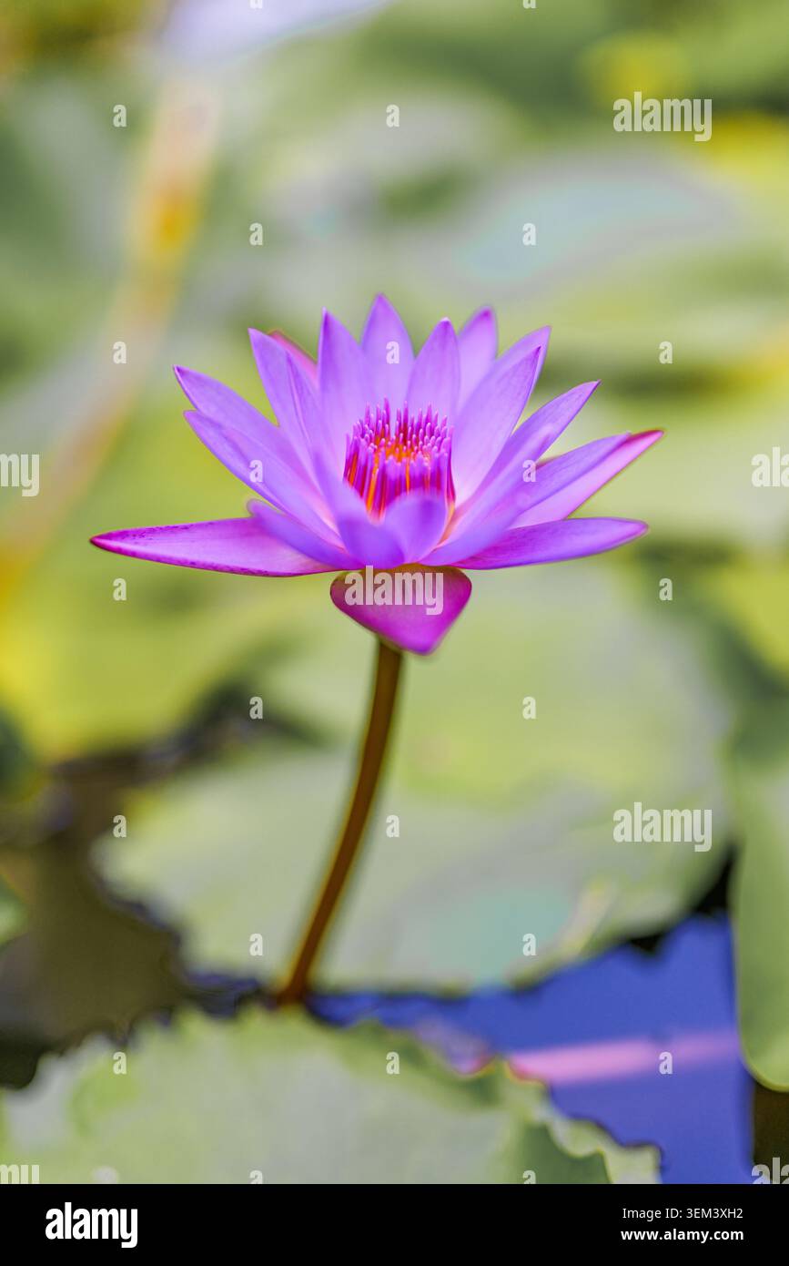 Fiore di loto viola in fiore su uno stagno in luce naturale morbida con bokeh. Petali viola vibranti della natura. Stagno d'acqua di fiori estate zen spa primo piano Foto Stock