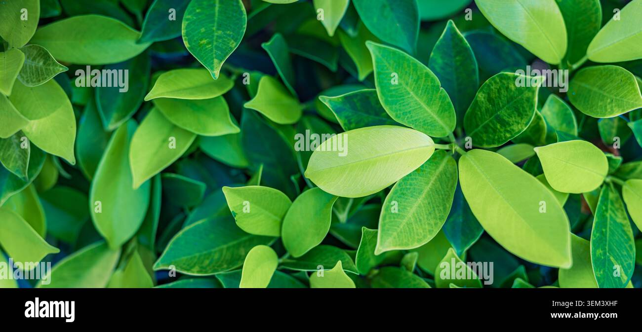 Foglie di piante tropicali verdi a strati con fogliame fresco e denso, primo piano. Dettagli vibranti della natura verdeggiante. Foglia di pianta verde giardino estivo botanica Foto Stock