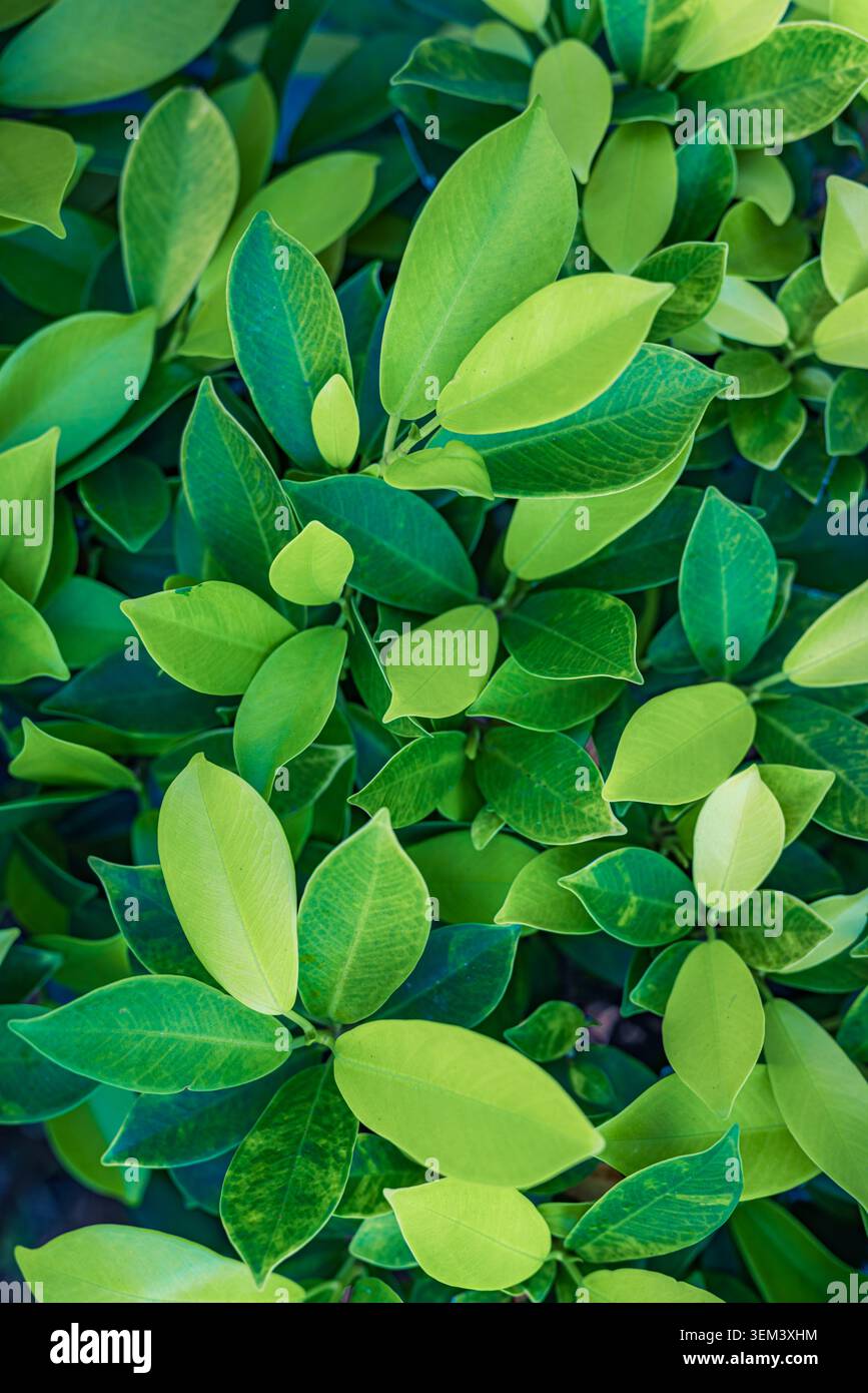 Fresche foglie verdi di una pianta tropicale in una lussureggiante vegetazione naturale, dettaglio a distanza ravvicinata. Verde rigoglioso vibrante della natura. Foglia di pianta verde giardino estivo botanico Foto Stock