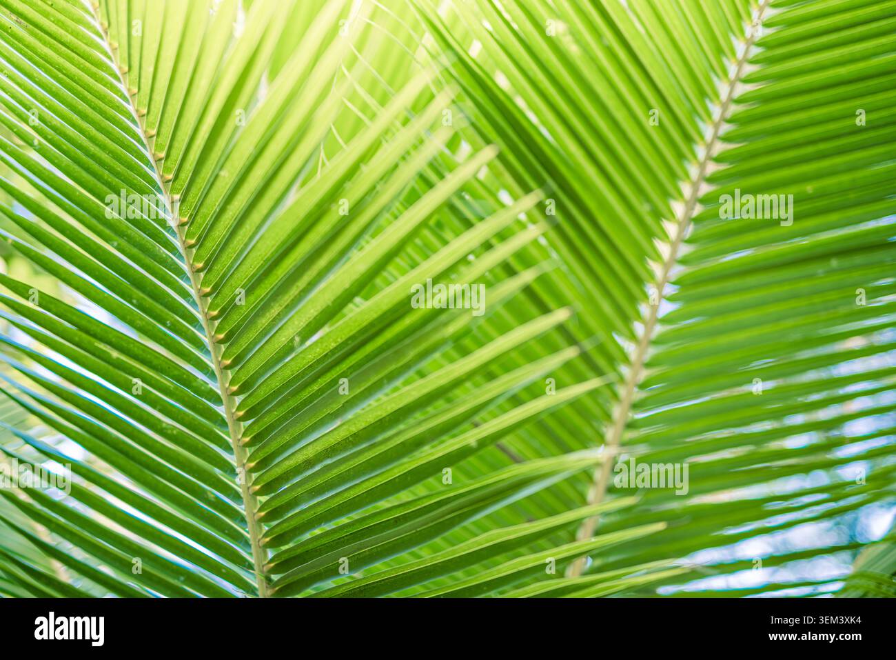 Freschi fogliame di palme verdi, piante tropicali in primo piano con luce naturale. Dettaglio naturale vibrante della pianta. Foglie verdi di palme botanica estiva Foto Stock