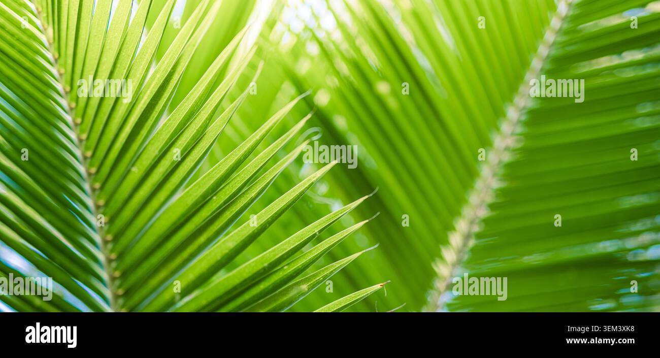 Fresche foglie verdi di palma illuminate da una luce solare intensa, fogliame tropicale in primo piano. Dettaglio naturale di piante vibranti. Foglie verdi di palma fogliame estate botanica Foto Stock