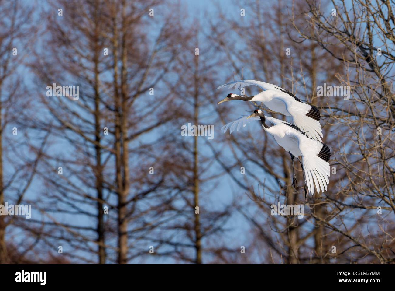Coppia di gru a corona rossa Grus japonensis che volano all'unisono oltre la foresta invernale da vicino Foto Stock