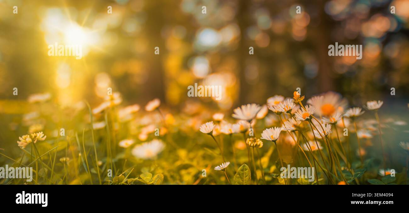 Bagliore di sole su un prato di margherite primaverili alla luce calda dell’alba. Fiori selvatici in controluce con flare della lente e bokeh. Sfondo naturale soleggiato con fiori primaverili Foto Stock