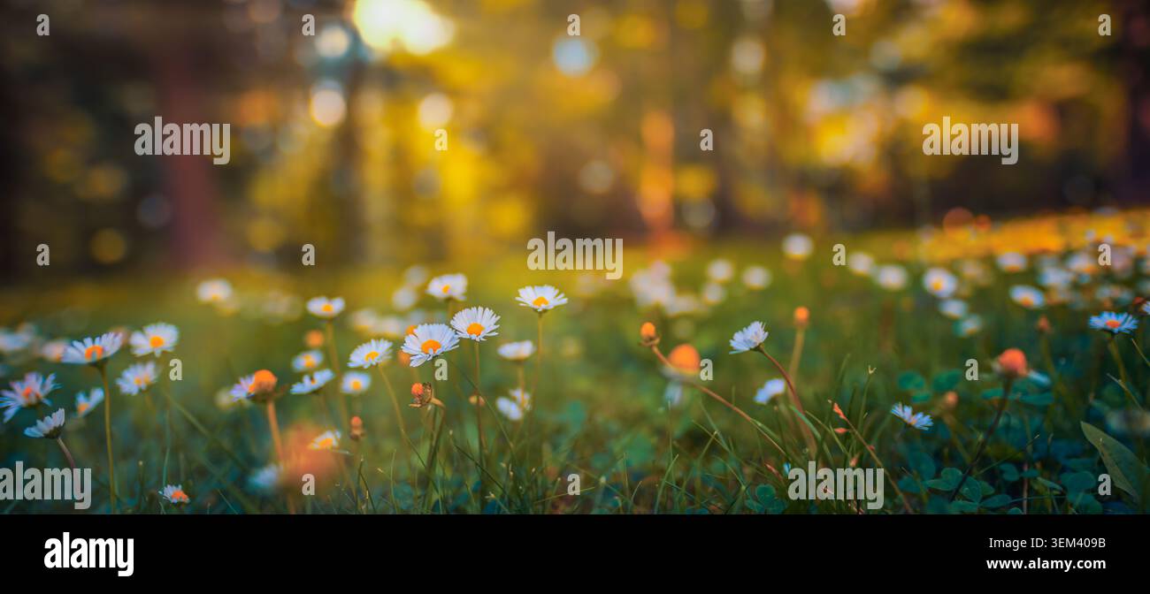 Incantevole prato di margherite primaverili che risplende nella calda luce dorata del sole. Fiori bianchi selvatici, erba verde, bokeh. Design di sfondo floreale primaverile della natura capriccioso Foto Stock