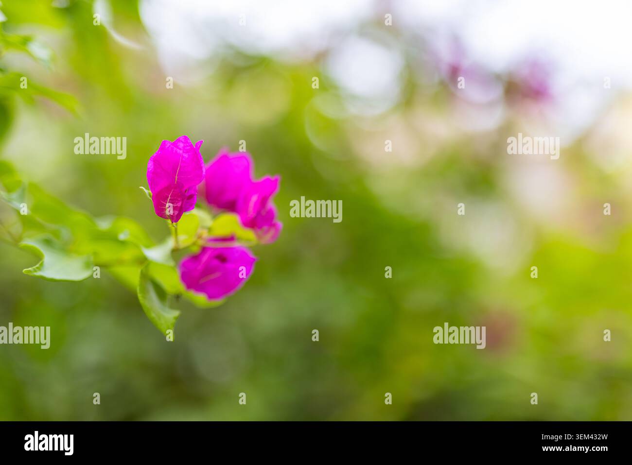 Fiore di bougainvillea rosa in fiore con foglie verdi in un giardino con sfocatura morbida. Fioritura tropicale vivace. Natura floreale pianta estiva primo piano soleggiato Foto Stock