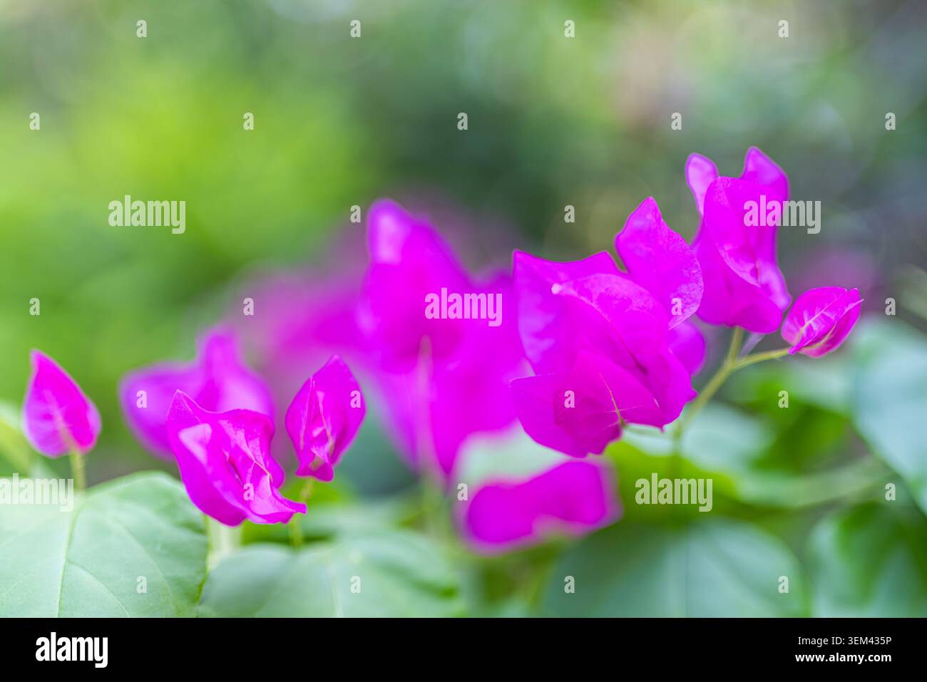 Vibranti fiori di bougainvillea magenta in fiore in un giardino tropicale con bokeh verde. Closeup floreale rosa-porpora. Fioritura naturale estate colorata Foto Stock