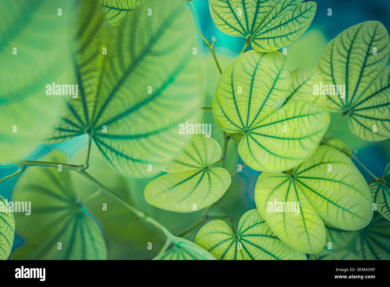 Fresche foglie verdi rotonde con vene naturali in una lussureggiante vegetazione tropicale in primo piano. Motivo di foglie vibranti natura. Foglia verde delle piante vegetazione botanica estiva Foto Stock