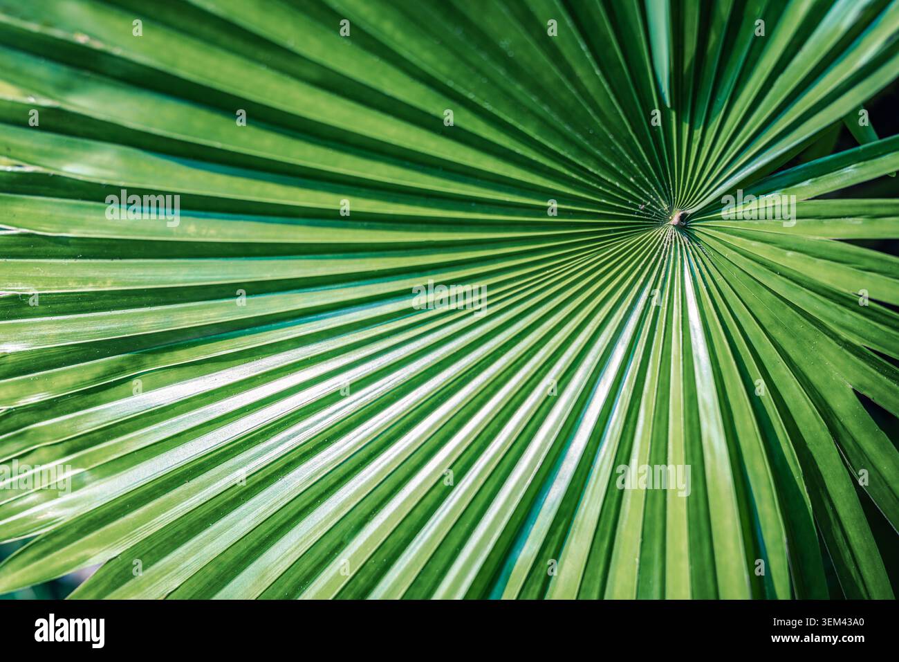 Foglia di palma a ventaglio verde simmetrica che si irradia in un perfetto motivo circolare naturale. Dettaglio di pianta tropicale esotica. Sfondo estivo astratto di fogliame naturale Foto Stock