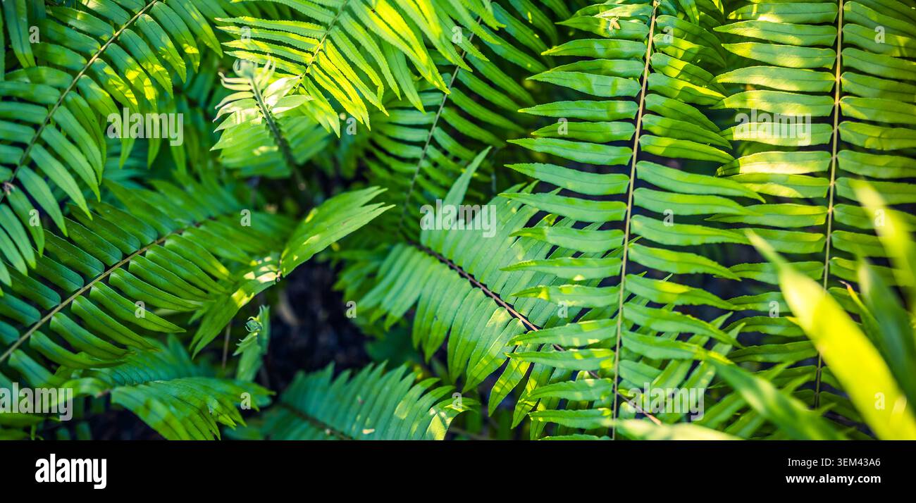 Foglie e fronde di felce di un verde lussureggiante nel fogliame della foresta pluviale tropicale, primo piano con luce di controcambio. Natura di piante di giungla fresca. Fogliame di felce verde estate botanica Foto Stock
