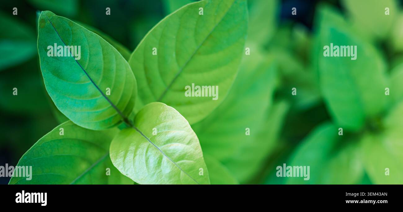 Foglie di piante tropicali verdi a strati in fogliame naturale fresco, dettaglio a distanza ravvicinata. Foglia lucida e vibrante. Pianta verde naturale, arte murale macro esotica estiva Foto Stock