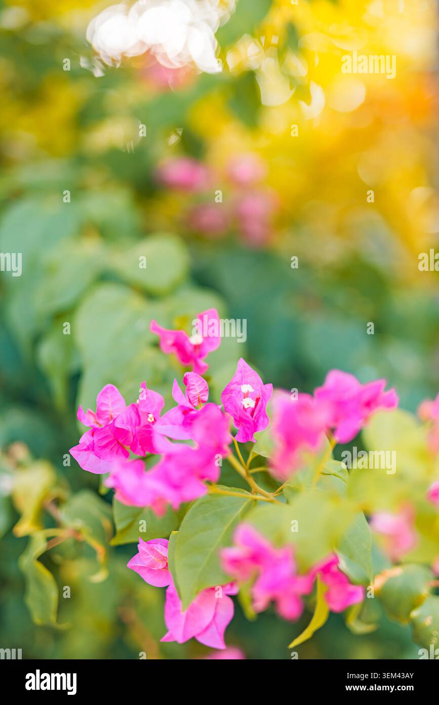 Bellissime fiori di bougainvillea rosa in fiore con un caldo bokeh dorato in un giardino tropicale. Petali vibranti natura esotica. Pianta fiorita fioritura estate primo piano Foto Stock