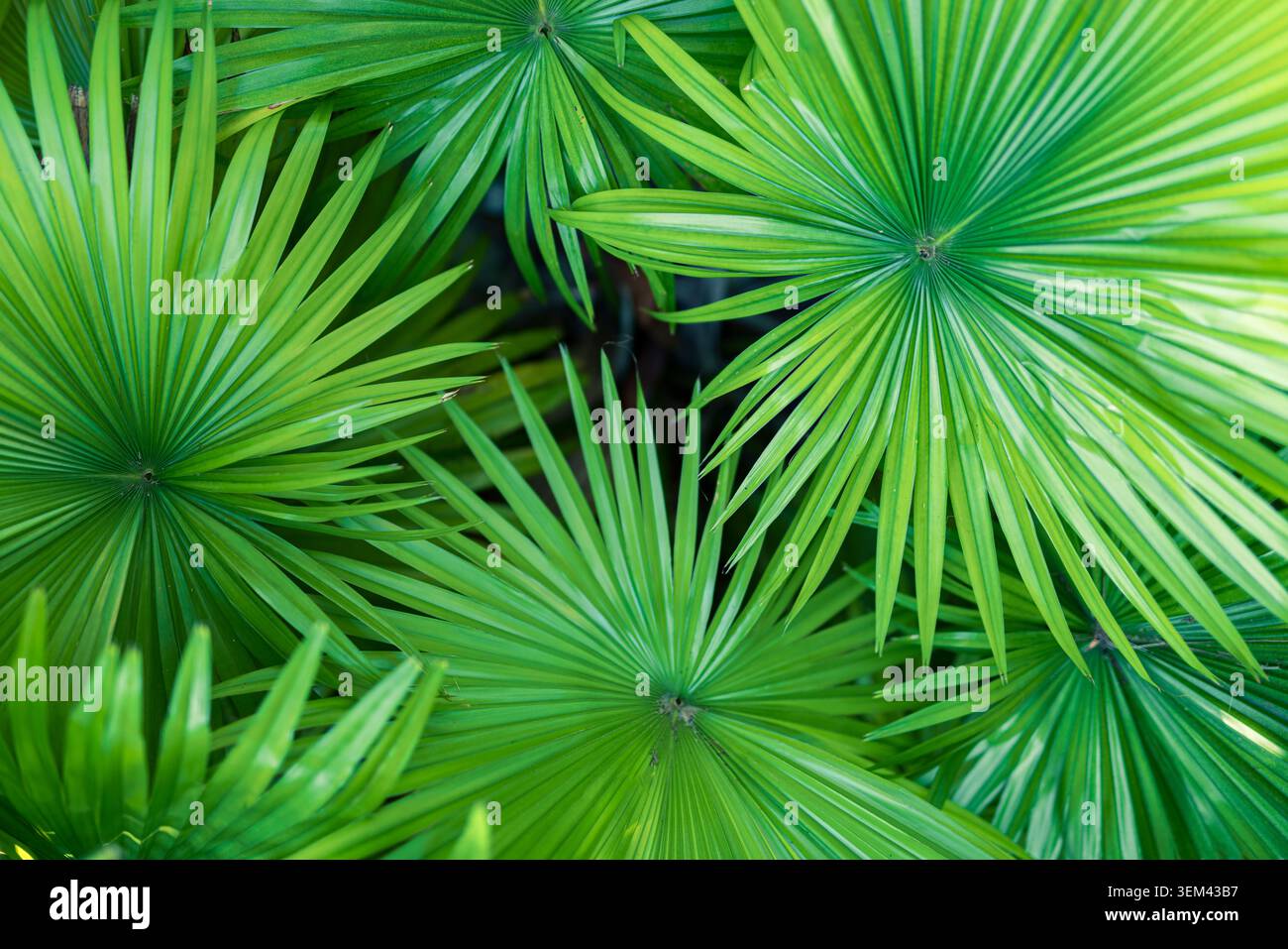 Foglie di palma selvatiche verdi che formano una texture esotica di fogliame tropicale nella giungla fitta. Dettaglio di vegetazione vivace. Sfondo estivo di natura verde Foto Stock