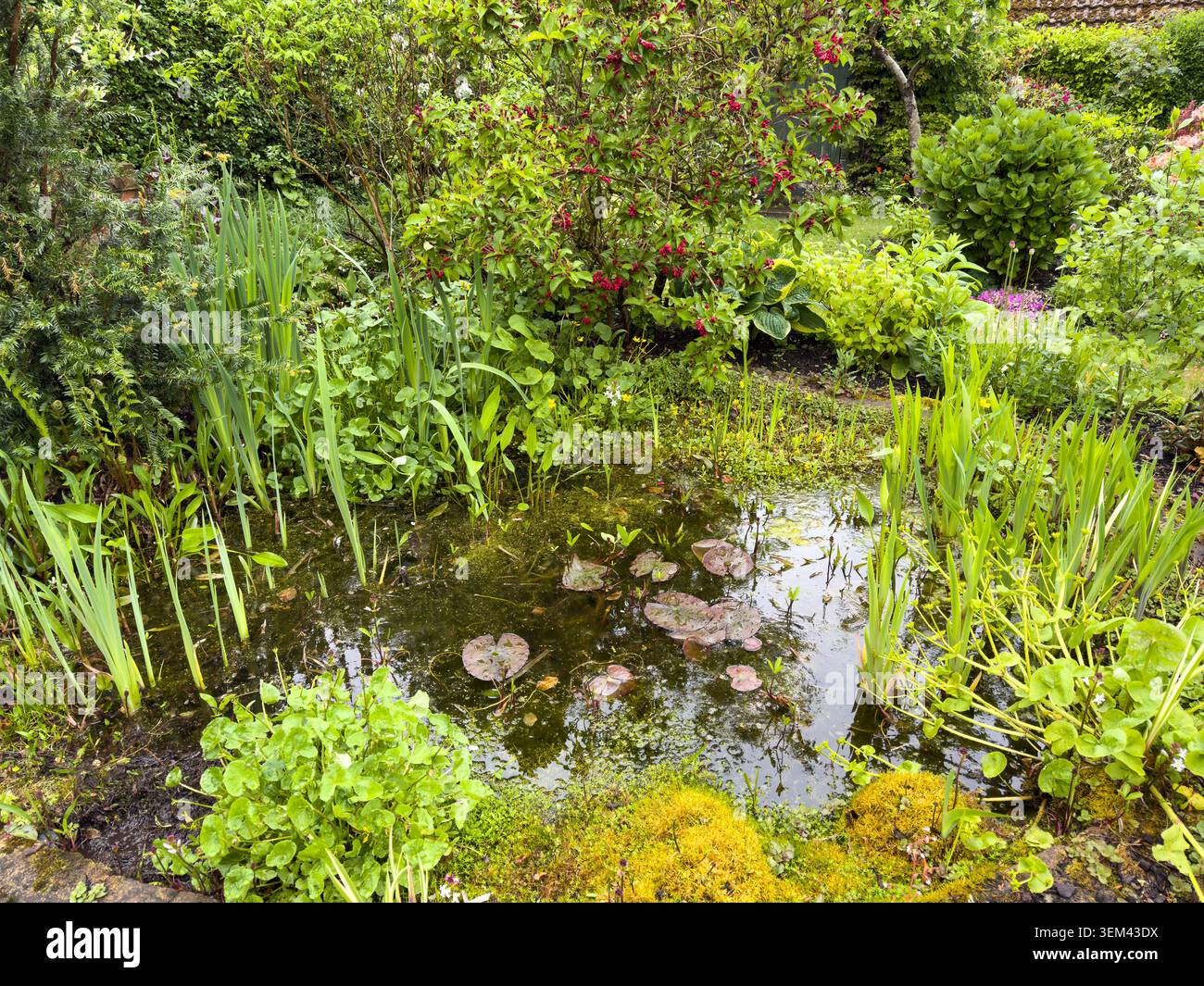 Il laghetto con giardino e fauna selvatica naturale mostra caratteristiche d'acqua primaverili con piante emergenti e vegetazione che supportano l'habitat della fauna selvatica in un giardino inglese Foto Stock