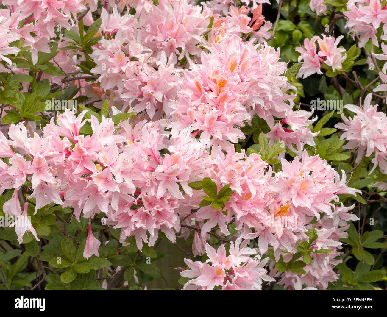 L'azalea decidua con vivaci fiori rosa in piena fioritura mostra la fioritura primaverile di questo arbusto da giardino in Inghilterra Foto Stock