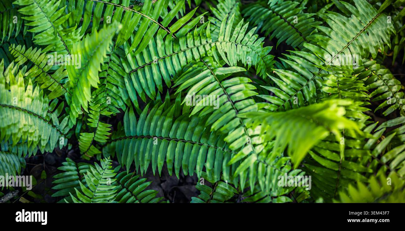 Fresche foglie di felce verde che formano una trama naturale di fogliame tropicale. Primo piano dettagliato di una pianta lussureggiante della giungla. Verde naturale botanico estivo Foto Stock