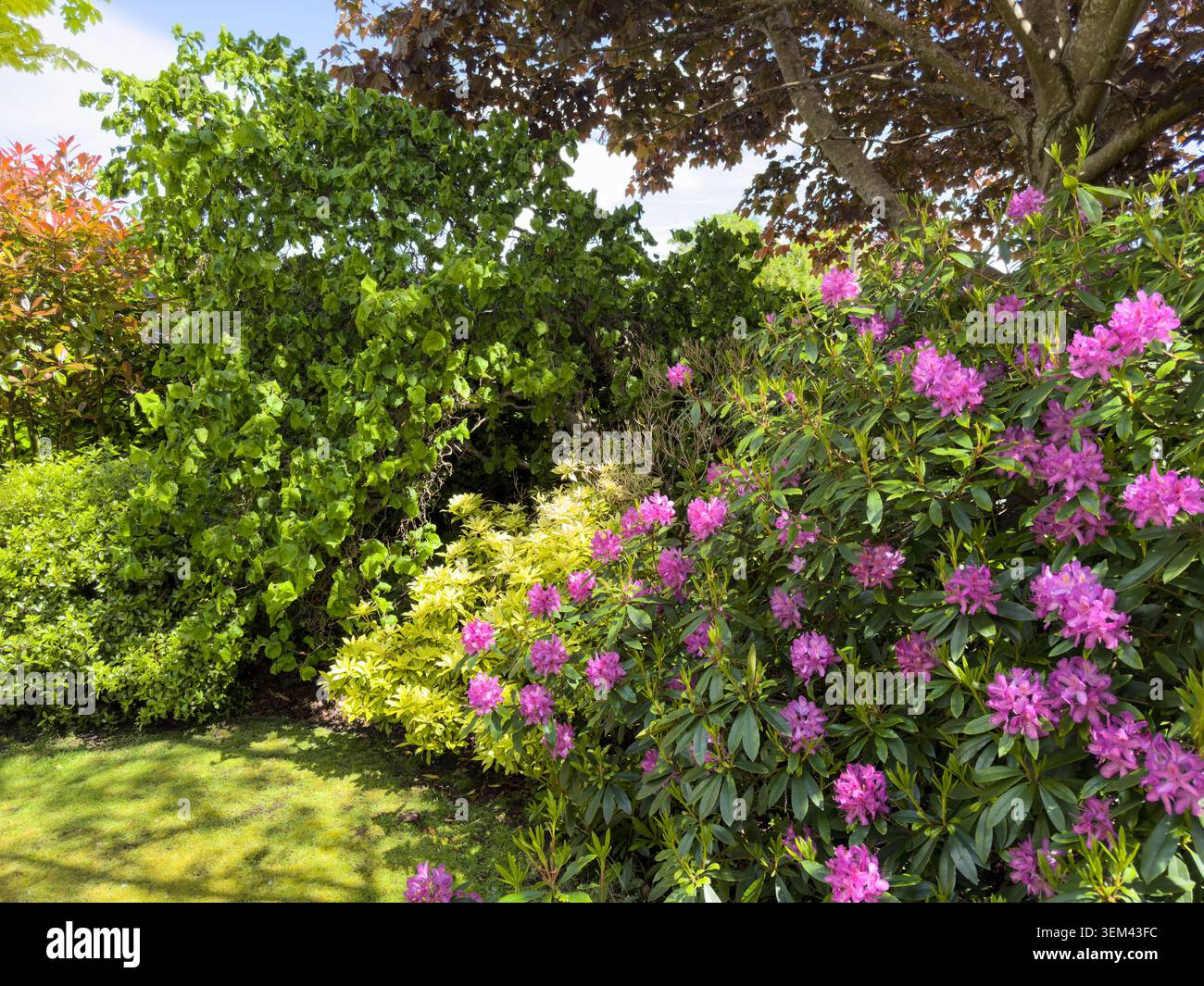 I giardini all'inglese mostrano un rododendro fiorito che mostra i fiori primaverili tra le piantagioni di arbusti circostanti in un giardino residenziale - Immagine stock catturata con smartphone