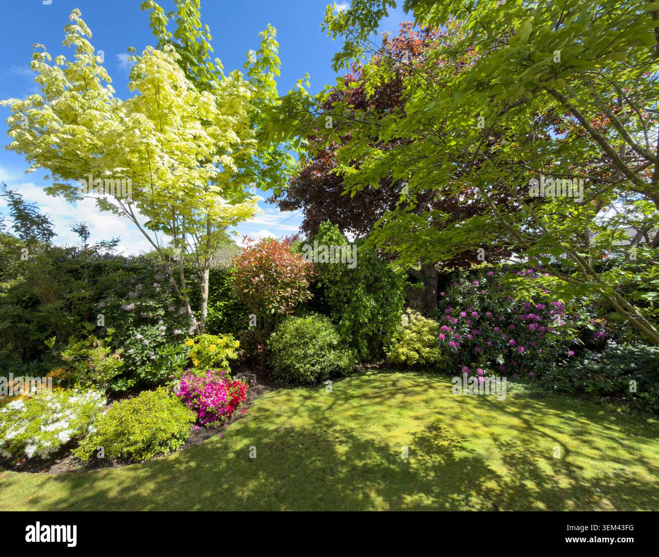 Alberi e arbusti fioriti confinano con un prato che mostra il design del giardino primaverile con la piantagione di arbusti e alberi in un giardino residenziale inglese, in Inghilterra - Immagine stock catturata con smartphone
