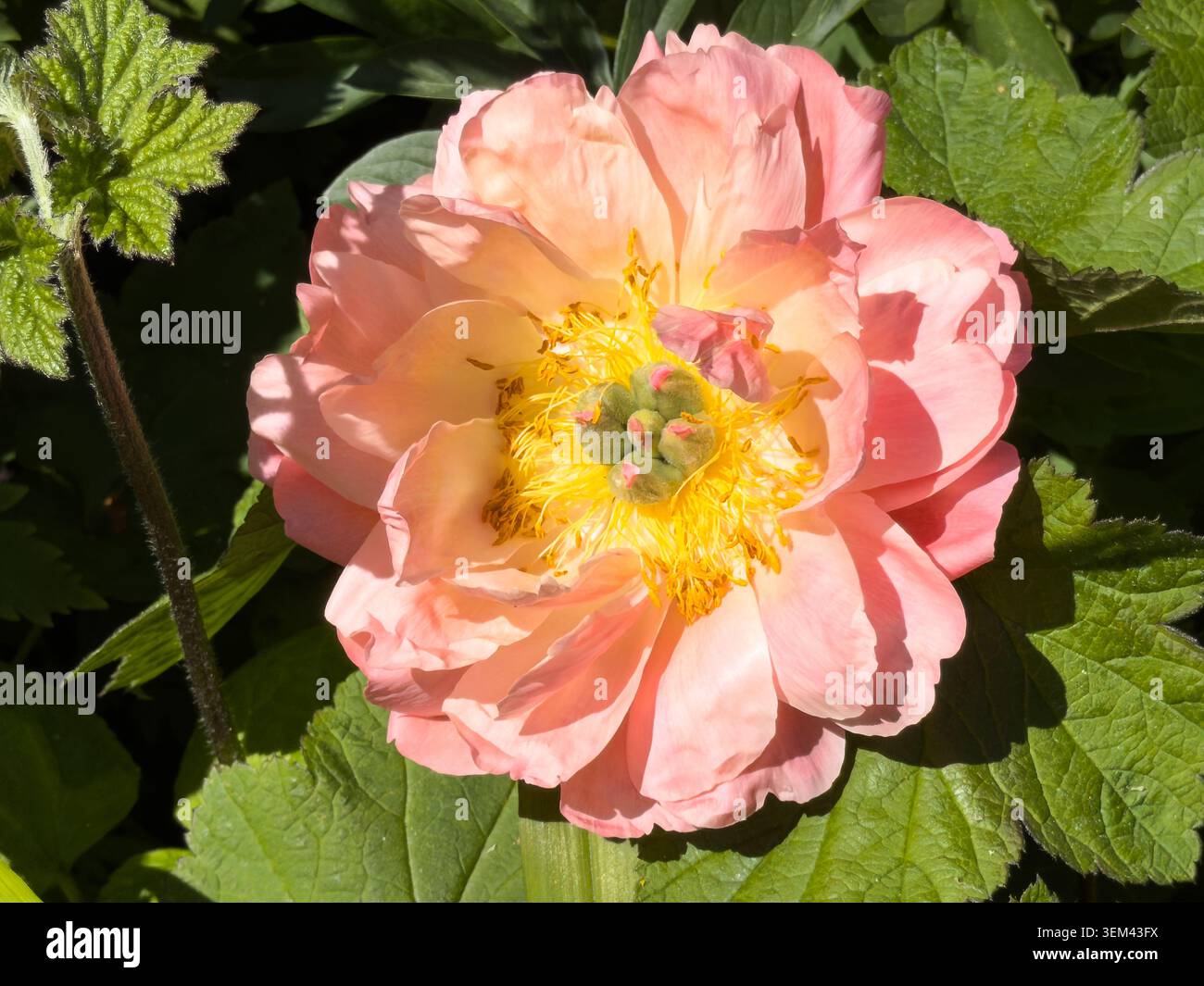 Primo piano rivela una grande fioritura di peonia rosa in fiore che mostra i generosi strati di petali rosa tipici di questa profumata varietà di peonie da giardino - Immagine stock catturata con smartphone