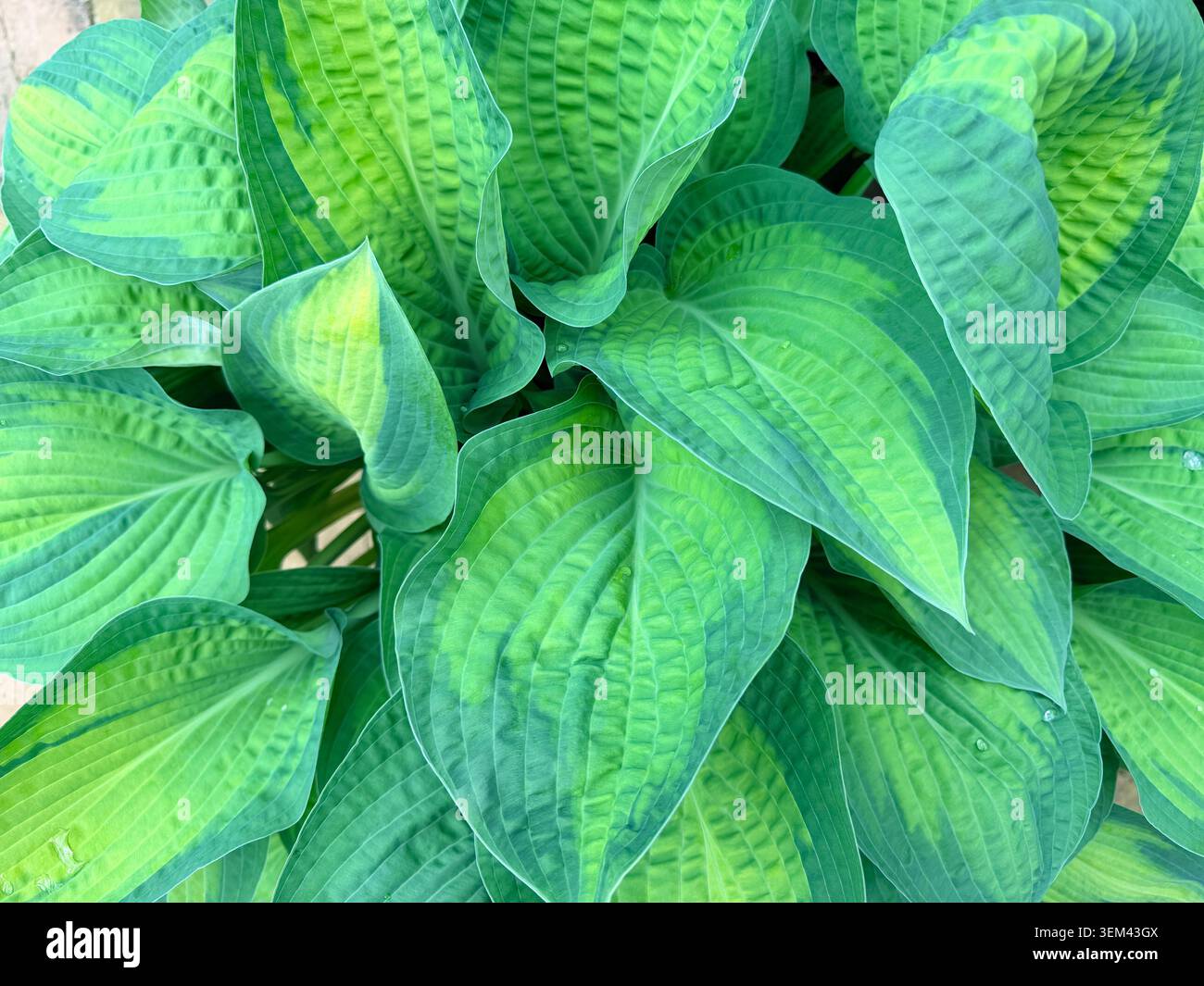 Primo piano svela le foglie di Hosta "September Sun" che mostrano centri dorati-gialli con ampi margini di verde scuro e una caratteristica texture ondulata Foto Stock