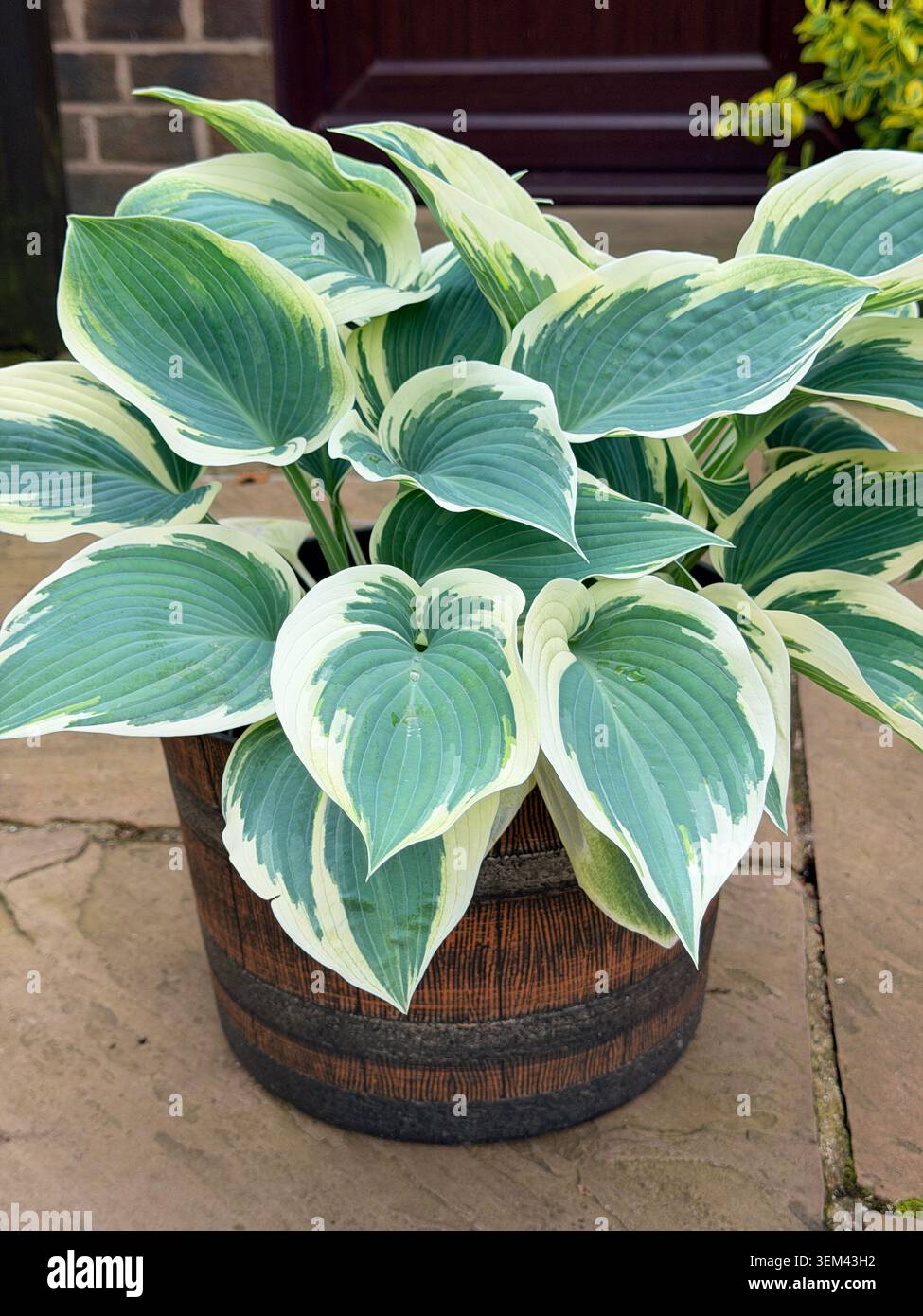 Hosta 'Brim Cup' in un contenitore posizionato su un patio del giardino inglese mostra il variegato fogliame a margini blu-verde scuro e giallo cremoso, Inghilterra Foto Stock