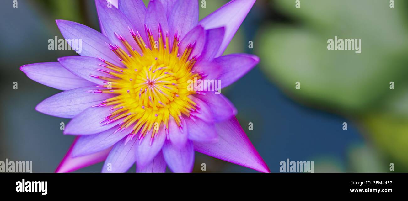 Fiore di loto viola di ninfea in fiore macro close-up. Petali vibranti centro giallo stagno natura. Meditazione zen benessere spa design botanico Foto Stock