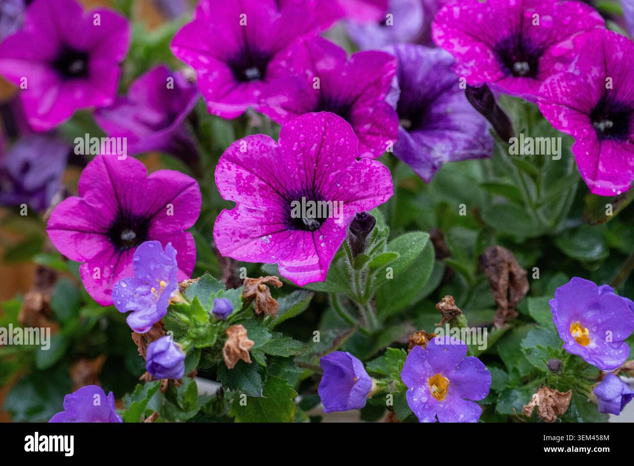 Petunias viola e fiori da giardino blu primo piano con fogliame verde rugido e fiori vivaci Foto Stock