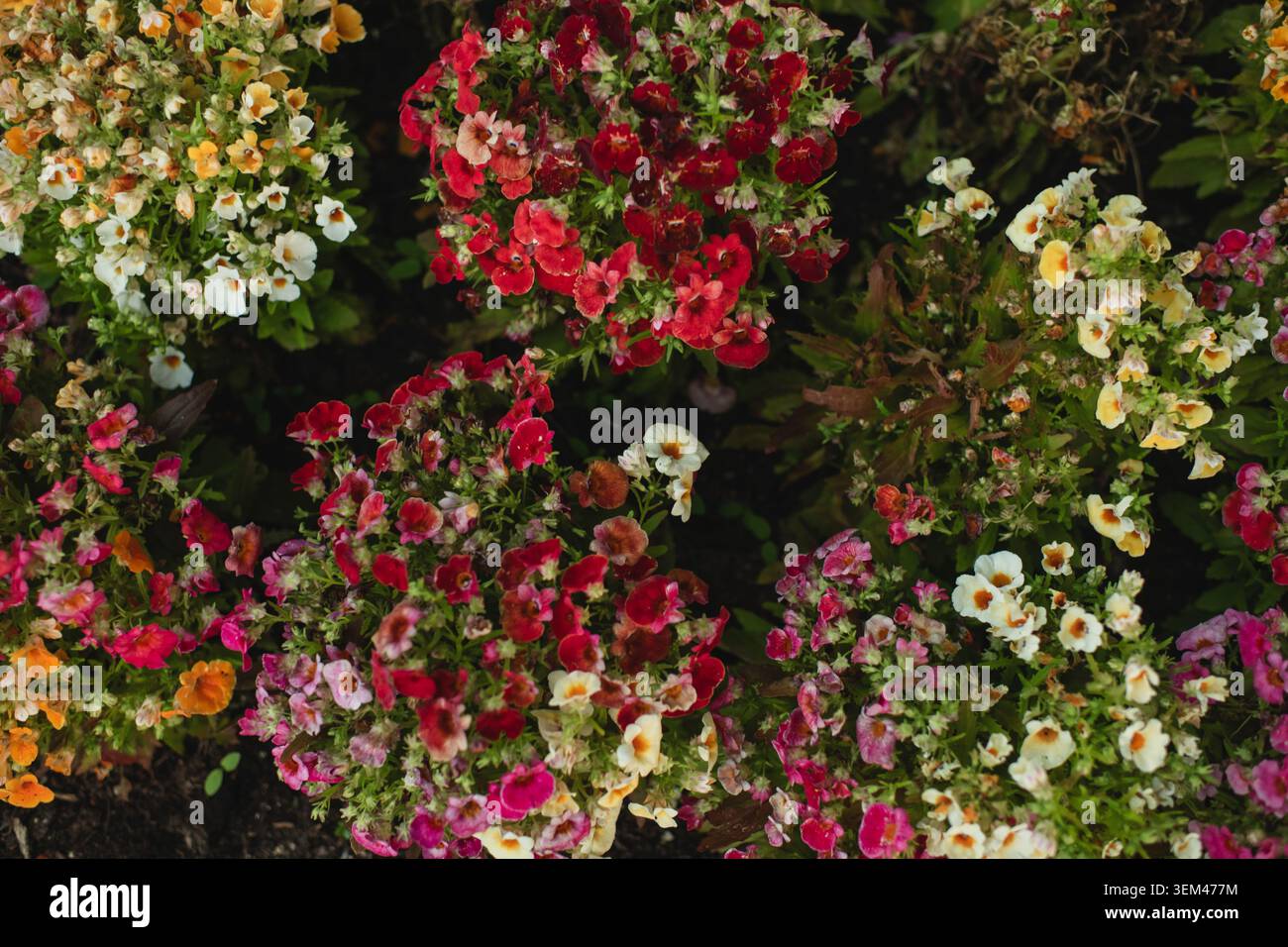 Vista dall'alto dei vivaci fiori multicolori della nemesia in fiore Foto Stock