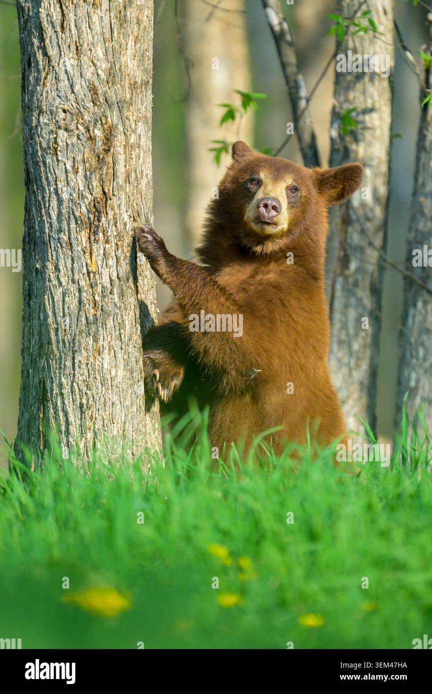 Cinnamon Color Morph Black Bear Yearling a Edge of the Forest Foto Stock
