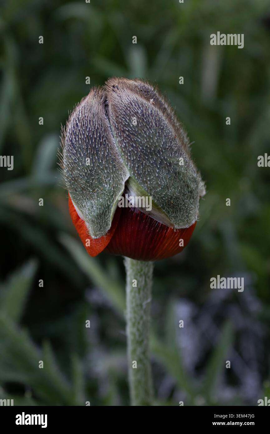 Red Poppy Flower Bud non aperto a Meadow Foto Stock