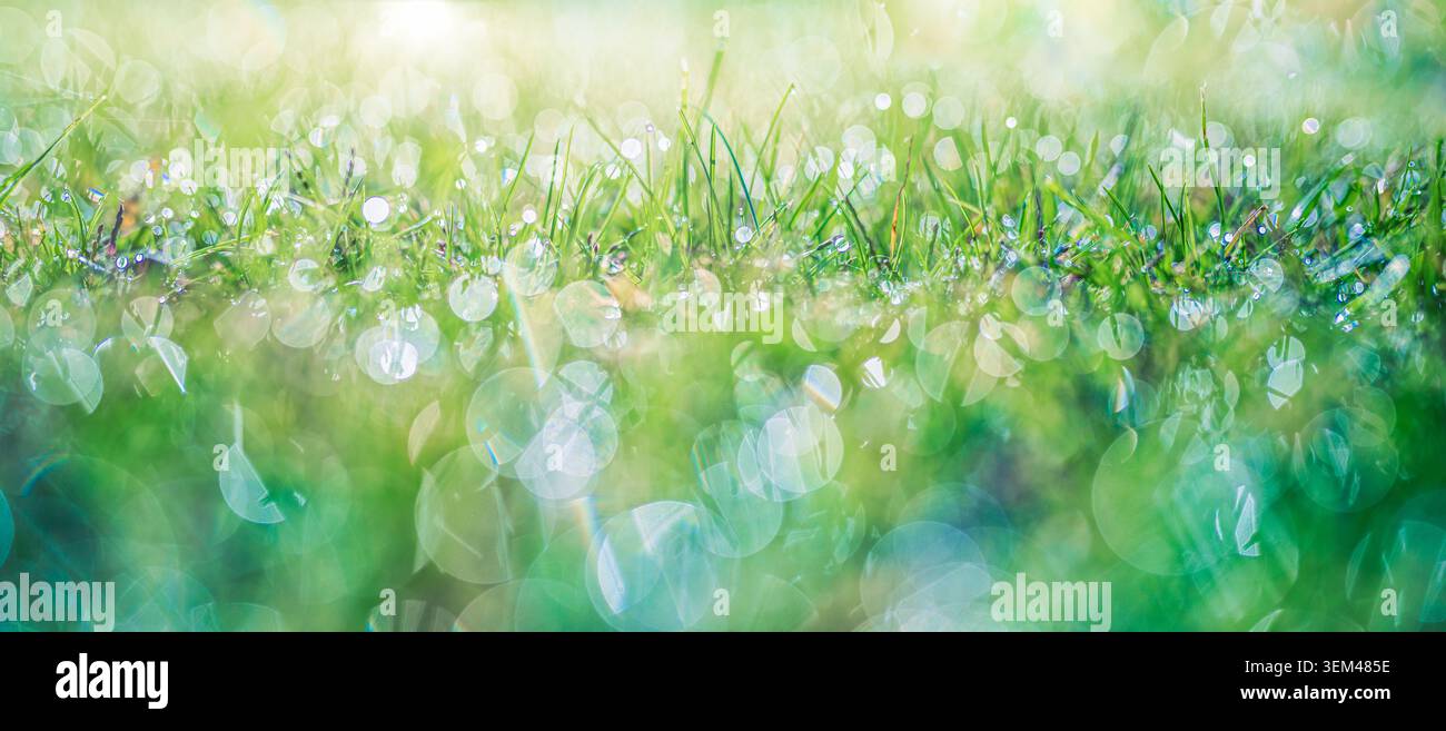 Prato radioso illuminato dal sole e coperto di rugiada sotto una luce bokeh scintillante al mattino primaverile. Design di primo piano della natura fresca. Sfondo organico wellness, carta da parati scenica Foto Stock